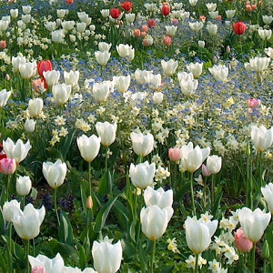 Spring Combination Ideas, Bulb Combinations, Plant Combinations, Flowerbeds Ideas, Spring Borders, Tulip 'Apricot Beauty', Tulip 'Purissima', Tulip 'Pink Diamond, Narcissus 'Sailboat', Narcissus 'Segovia', Tulip 'Arma',Tulipa 'Apricot Beauty', Tulipa 'Pur